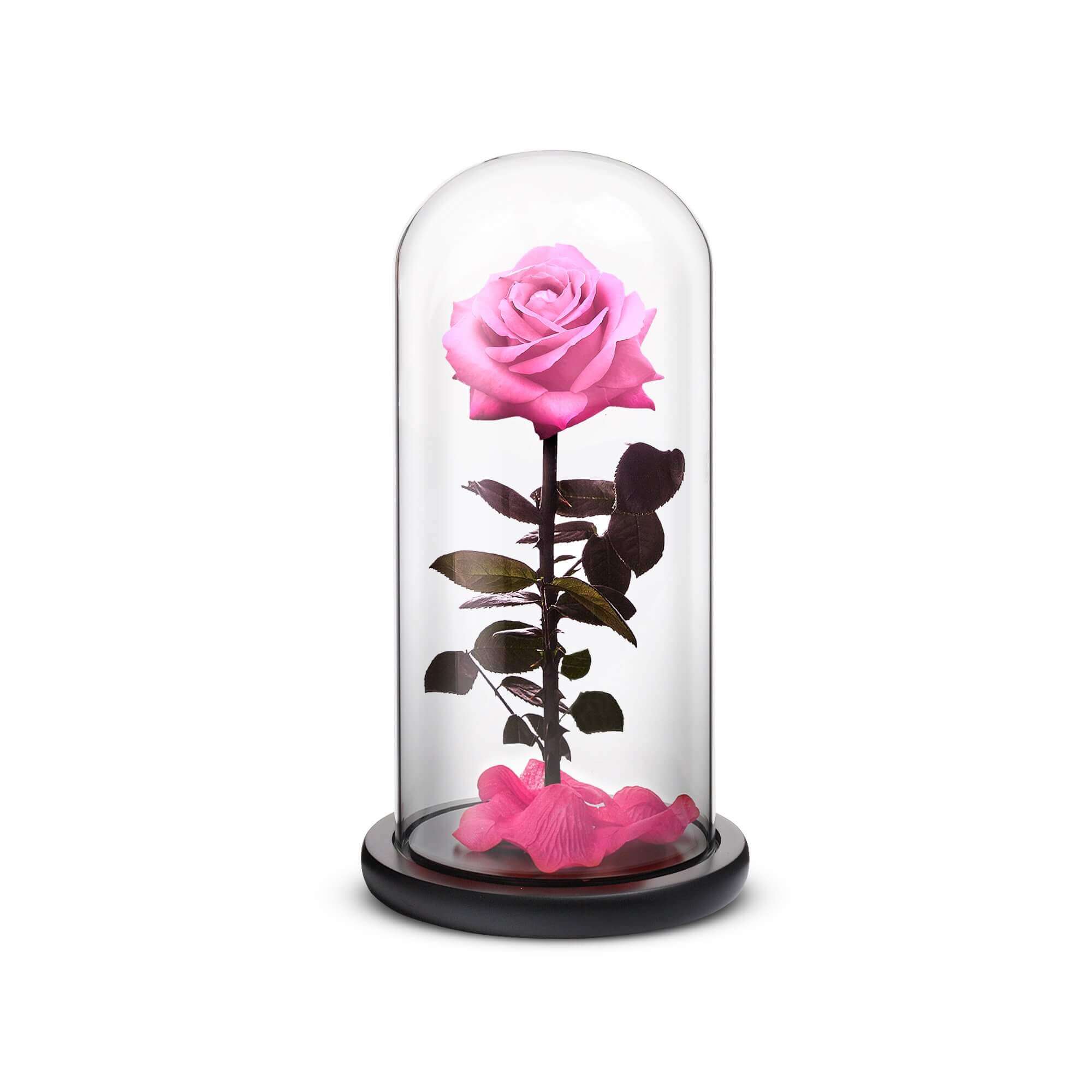 Everlasting Rose (Pink)